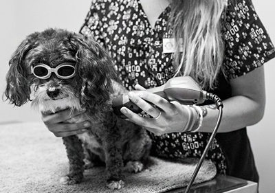 Dog Getting Laser Therapy