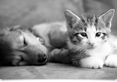 Puppy With A Kitten